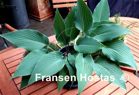 Hosta Blue Skin